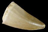 Fossil Mosasaur (Mosasaurus) Tooth - Morocco #164165-1